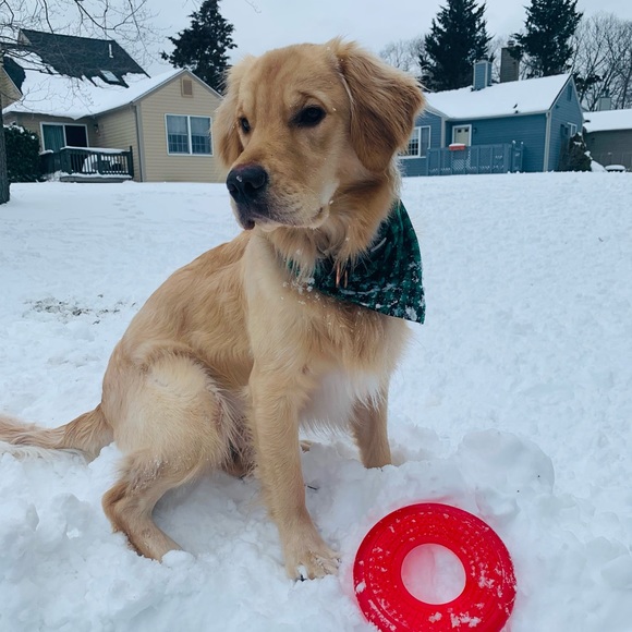 Meet your Posher, Elizabeth - Picture 1 of 1